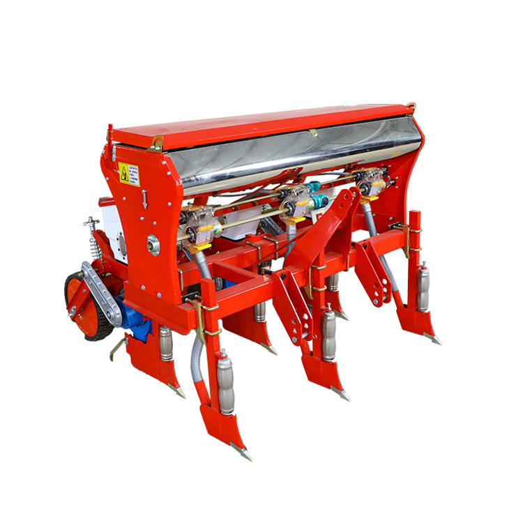 Maize semen plantabunt